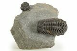 Detailed Morocops Trilobite - Ofaten, Morocco #323593-1